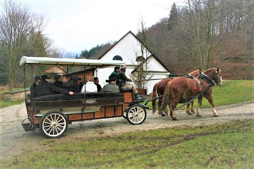 Vyhlídkový žebřiňák